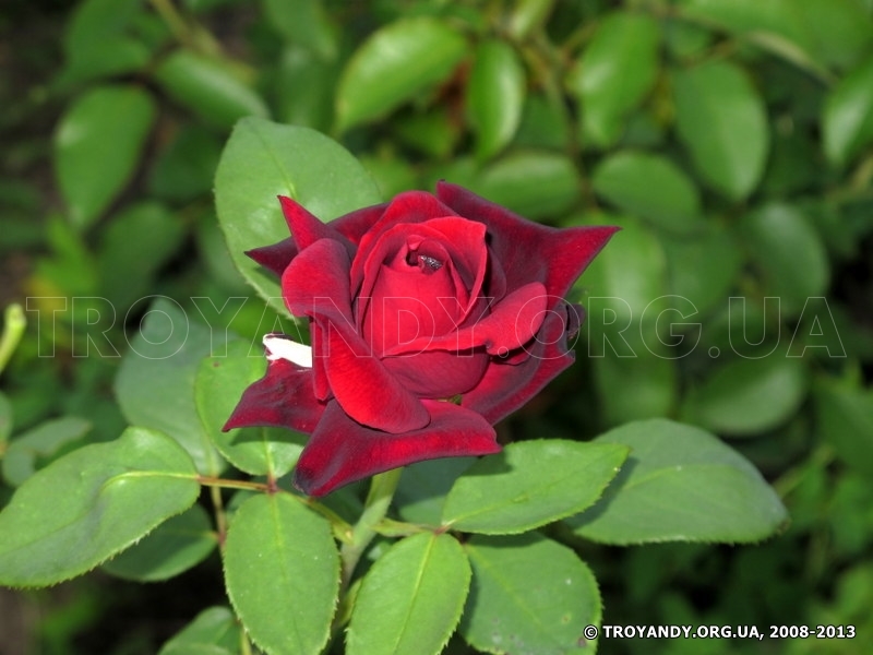 Perle Noire